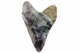 Realistic, Carved Fluorite Megalodon Tooth - Replica #262099-1